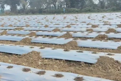 मानसून में मोटी कमाई का फॉर्मूला: 15 जून के बाद ही करें सब्जियों की बुवाई, खेत में जरूर डालें हरी खाद