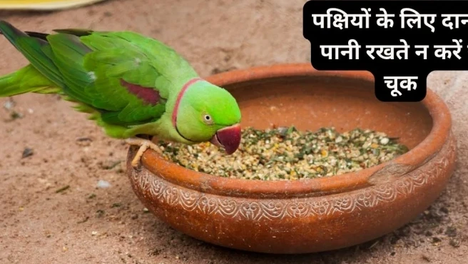 पक्षियों के लिए दाना-पानी रखते हैं? इन बातों का रखें ध्यान, शनि और राहु-केतु के दोष से मिल सकती है राहत