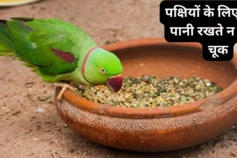 पक्षियों के लिए दाना-पानी रखते हैं? इन बातों का रखें ध्यान, शनि और राहु-केतु के दोष से मिल सकती है राहत