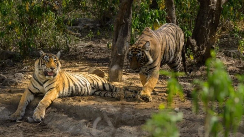 राजस्थान में उभरा नया टाइगर हॉटस्पॉट! सरिस्का के बफर जोन में बढ़ी बाघों की रौनक, पर्यटकों का तांता