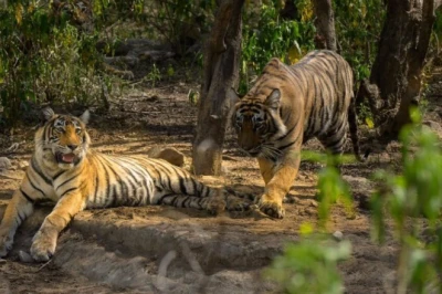 राजस्थान में उभरा नया टाइगर हॉटस्पॉट! सरिस्का के बफर जोन में बढ़ी बाघों की रौनक, पर्यटकों का तांता