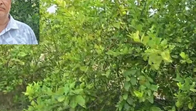 धान-गेहूं के साथ नींबू के 400 पौधे: खेती की राह बदली तो संवर गई किसान संजय सिंह की किस्मत, अब हो रही जमकर कमाई