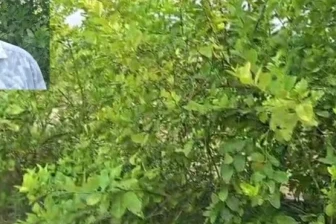 धान-गेहूं के साथ नींबू के 400 पौधे: खेती की राह बदली तो संवर गई किसान संजय सिंह की किस्मत, अब हो रही जमकर कमाई