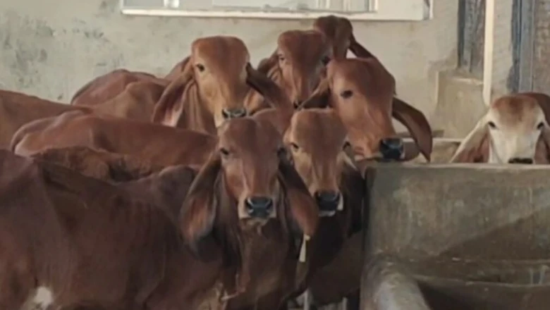 पशुपालक रहें सतर्क! भीषण गर्मी में बीमार हो सकते हैं गाय-भैंस, इन संकेतों को पहचानें और अपनाएं घरेलू उपाय