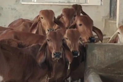 पशुपालक रहें सतर्क! भीषण गर्मी में बीमार हो सकते हैं गाय-भैंस, इन संकेतों को पहचानें और अपनाएं घरेलू उपाय
