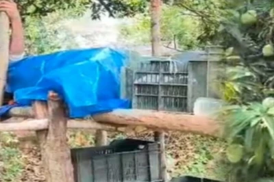 मांग ऐसी कि 24 घंटे करनी पड़ती है रखवाली, जानें क्यों खास है कोडरमा का 63 साल पुराना आम बागान