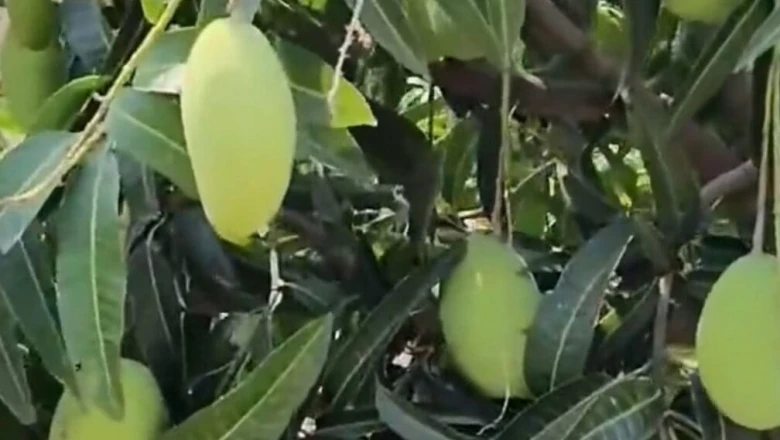 'पेडा रसालु' आम: मिठाई जैसी मिठास और रस से लबालब, कृषि वैज्ञानिक डॉ. दीपक मेहंदीरत्ता से जानें इसकी खासियतें