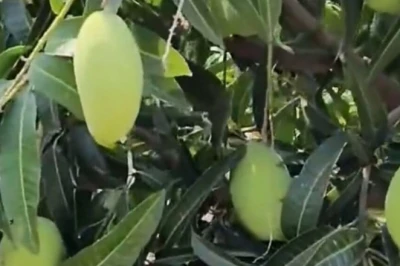 'पेडा रसालु' आम: मिठाई जैसी मिठास और रस से लबालब, कृषि वैज्ञानिक डॉ. दीपक मेहंदीरत्ता से जानें इसकी खासियतें