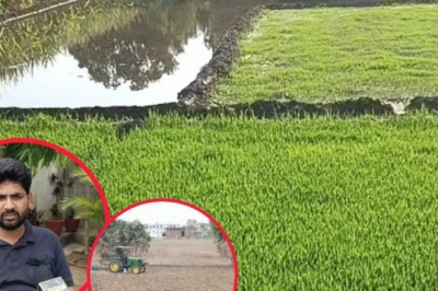 धान की बुवाई से पहले खेतों की जुताई क्यों है बेहद जरूरी? जान लें ये अहम बात