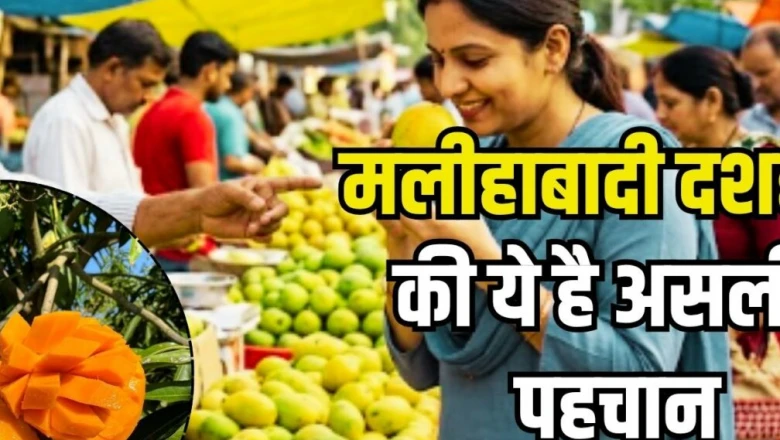 मलीहाबादी दशहरी आम बाजार में: रंग और खुशबू से 2 सेकंड में ऐसे पहचानें असली, अपनाएं ये आसान ट्रिक्स