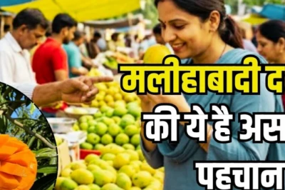 मलीहाबादी दशहरी आम बाजार में: रंग और खुशबू से 2 सेकंड में ऐसे पहचानें असली, अपनाएं ये आसान ट्रिक्स