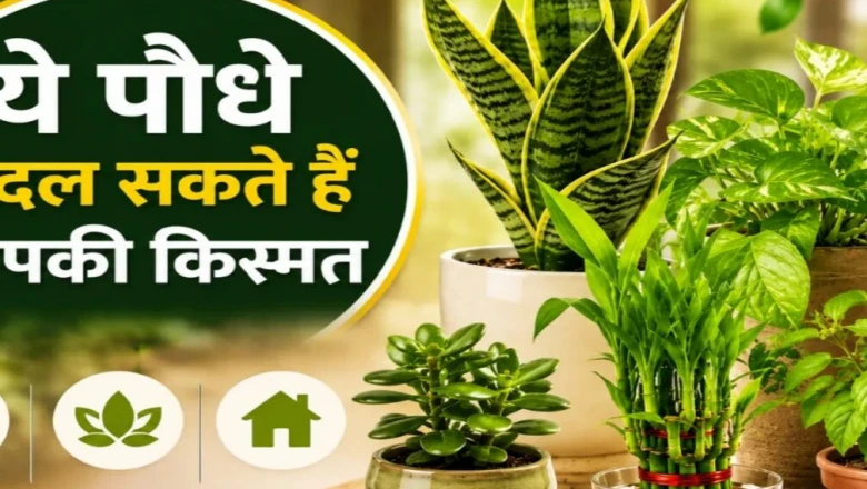 घर में लगाएं ये खास पौधे, सजावट के साथ खुलेंगे किस्मत के रास्ते; ज्योतिषी ने बताए वास्तु में शुभ माने जाने वाले प्लांट्स
