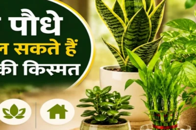 घर में लगाएं ये खास पौधे, सजावट के साथ खुलेंगे किस्मत के रास्ते; ज्योतिषी ने बताए वास्तु में शुभ माने जाने वाले प्लांट्स