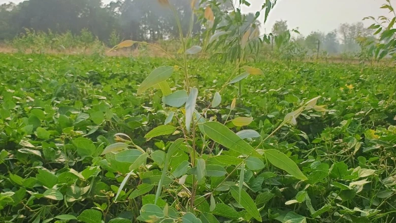 सिंचाई की दिक्कत से जूझ रहे हैं? इन दो आसान तरीकों से बचेगा पानी और घटेगी लागत