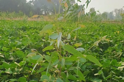 सिंचाई की दिक्कत से जूझ रहे हैं? इन दो आसान तरीकों से बचेगा पानी और घटेगी लागत