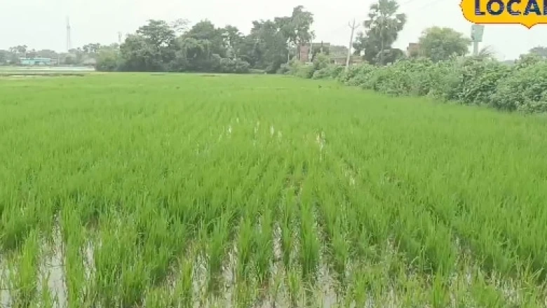 कम बारिश वाले इलाकों में अपनाएं धान की सीधी बुवाई, बचेगा पैसा, समय और मेहनत