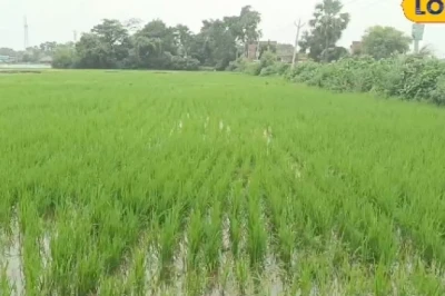 कम बारिश वाले इलाकों में अपनाएं धान की सीधी बुवाई, बचेगा पैसा, समय और मेहनत