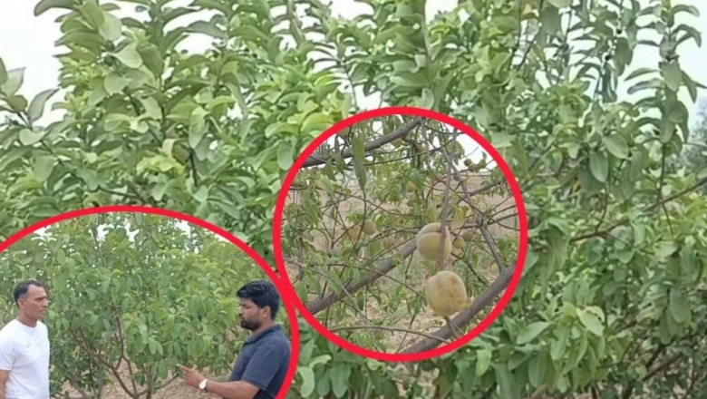 कैंसर से जंग ने बदली सोच, रासायनिक खेती छोड़ ऑर्गेनिक बागवानी की ओर मुड़े अंबाला के राम चौहान