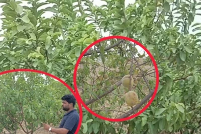 कैंसर से जंग ने बदली सोच, रासायनिक खेती छोड़ ऑर्गेनिक बागवानी की ओर मुड़े अंबाला के राम चौहान