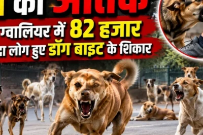 ग्वालियर का अजब गणित: जिले में कुत्ते सिर्फ 5057, पर निगम ने कर दी 5500 की नसबंदी!