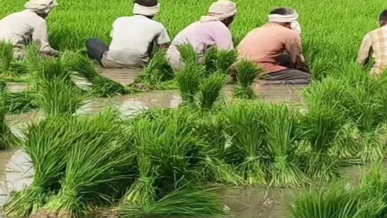 धान की खेती की तैयारी: रोपाई से पहले खेत कैसे करें तैयार, जानिए विशेषज्ञ की सलाह से मुनाफे का रास्ता