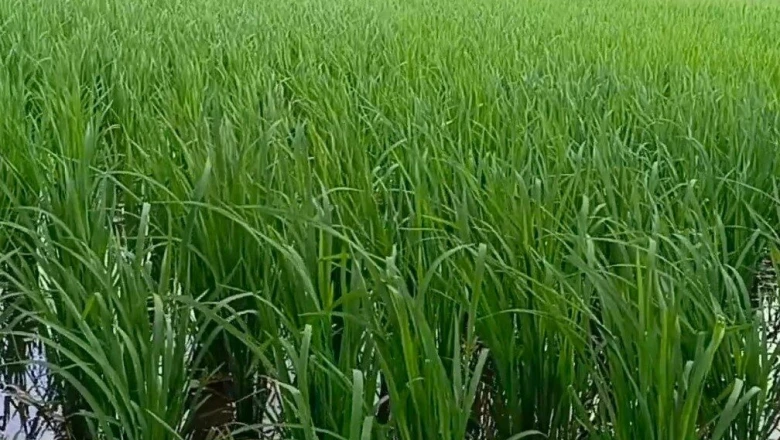 धान से चाहिए बंपर पैदावार? अपनाएं DSR तकनीक, कम लागत और कम पानी में मिलेगा तगड़ा मुनाफा
