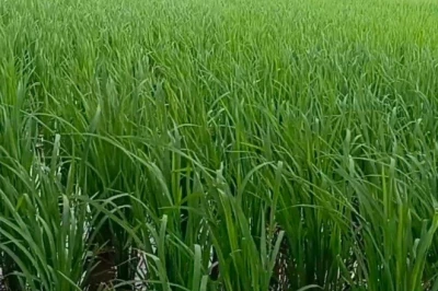 धान से चाहिए बंपर पैदावार? अपनाएं DSR तकनीक, कम लागत और कम पानी में मिलेगा तगड़ा मुनाफा