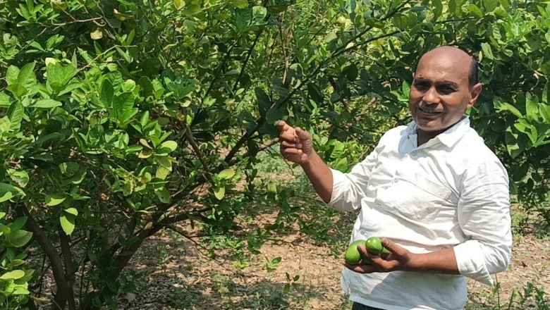 गया के रंजीत की मिसाल! 11 रुपये के नींबू पौधे ने पलटी तकदीर, नीलगाय की मार के बीच कमाए 10 लाख