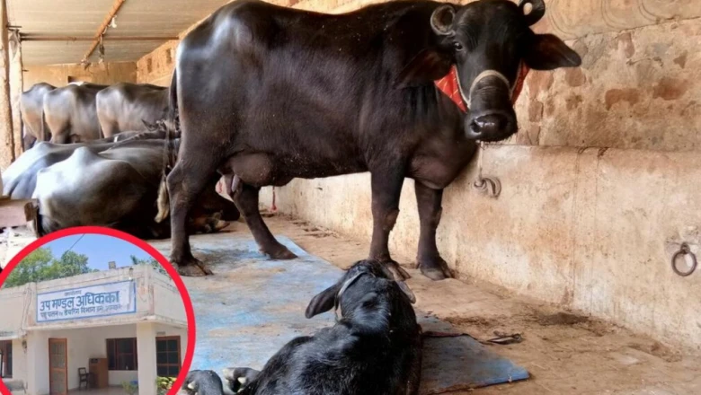 पशुपालकों के लिए वरदान बनी सरकारी योजना, लाखों का लोन और 50% तक सब्सिडी, जानें पूरी प्रक्रिया