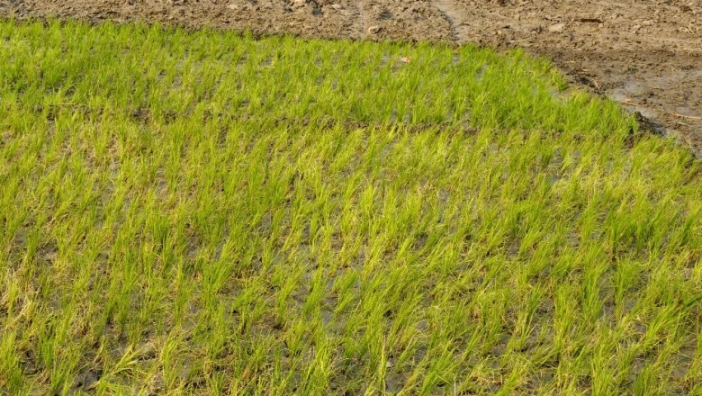 धान की रोपाई से पहले करें यह जरूरी काम, खरपतवार की समस्या होगी 80% तक कम