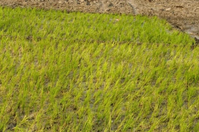 धान की रोपाई से पहले करें यह जरूरी काम, खरपतवार की समस्या होगी 80% तक कम