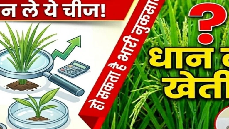 कम बारिश की आशंका में किसान क्या लगाएं? कृषि वैज्ञानिक ने सुझाईं धान की 5 भरोसेमंद किस्में