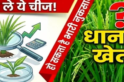 कम बारिश की आशंका में किसान क्या लगाएं? कृषि वैज्ञानिक ने सुझाईं धान की 5 भरोसेमंद किस्में