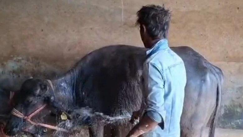 पशुओं में दिखाई दें ये 5 संकेत तो देर न करें, 48 घंटे में जा सकती है जान!