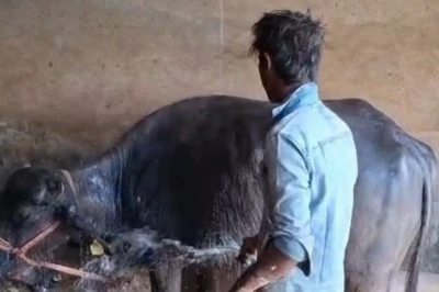 पशुओं में दिखाई दें ये 5 संकेत तो देर न करें, 48 घंटे में जा सकती है जान!