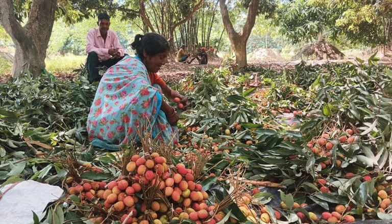 लीची की मिठास ने बदली किसान राजकुमार की तकदीर, लाखों की कमाई और हॉलैंड-ओमान तक पहुंच