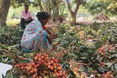 लीची की मिठास ने बदली किसान राजकुमार की तकदीर, लाखों की कमाई और हॉलैंड-ओमान तक पहुंच