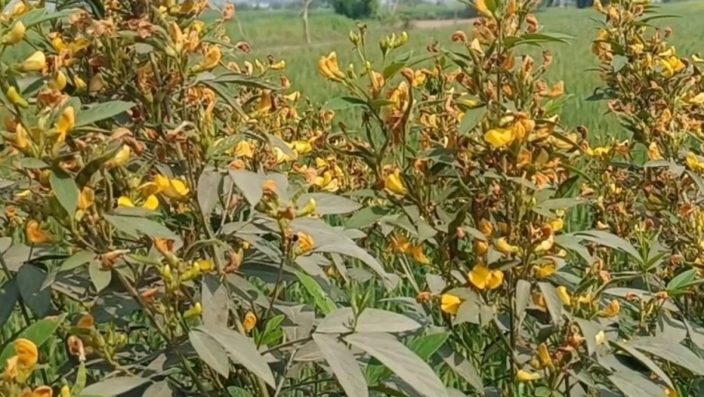 अरहर बोने से पहले अपनाएं ये जैविक तरीके, नेमाटोड समेत हर दुश्मन कीट का होगा खात्मा