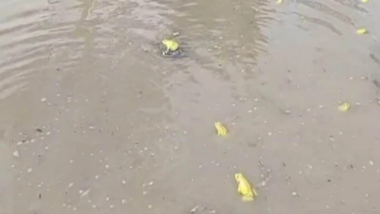 डीडवाना में पहली बारिश के बाद दिखे चमकीले पीले मेंढक, लंबी छलांग और तेज आवाज से लोग हैरान