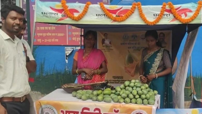 मनरेगा से लगा आम का बाग बना मनौती देवी की किस्मत का सितारा, सीधी बिक्री से रोज हो रही अच्छी आमदनी