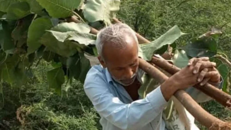 खैरथल का 'ट्री-मैन' सुरेंद्र: 46 साल से बिना फोन और वाहन के लगा रहे हरियाली की मुहिम, बदल दी पहाड़ों की सूरत