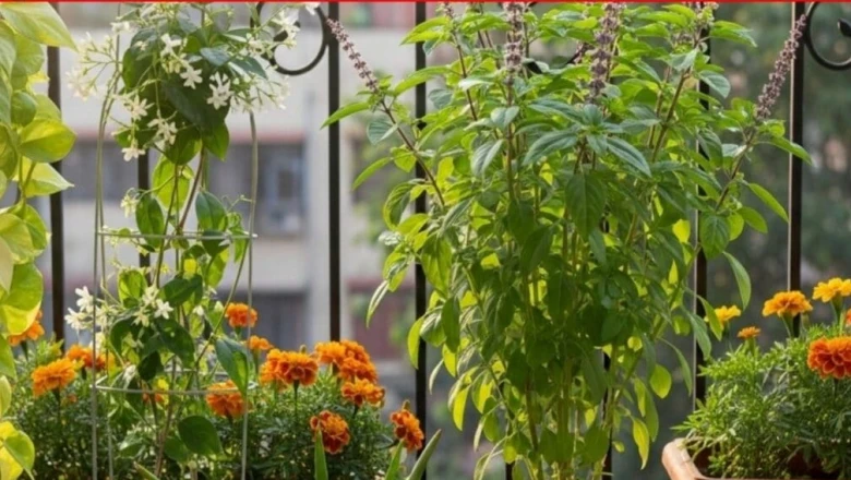 वास्तु के मुताबिक बालकनी में लगाएं ये पौधे, घर में आएगी सकारात्मकता और बरसेगी समृद्धि