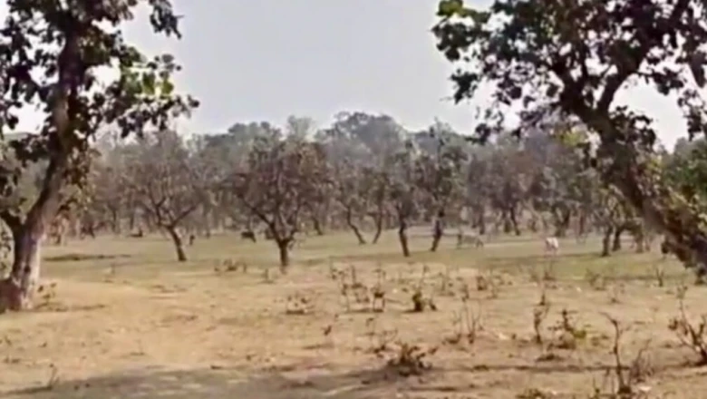एशिया भर में जाता था यहां का लाह, अब पर्यटकों की राह देख रहा पलामू का कुंदरी बगान