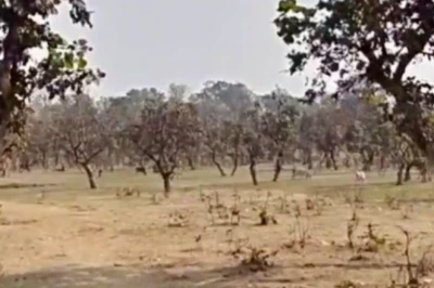 एशिया भर में जाता था यहां का लाह, अब पर्यटकों की राह देख रहा पलामू का कुंदरी बगान