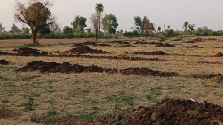 खेती की सलाह: जून-जुलाई में डालें गोबर की जैविक खाद, कम खर्च में पाएं हरी-भरी फसल और दोगुना उत्पादन