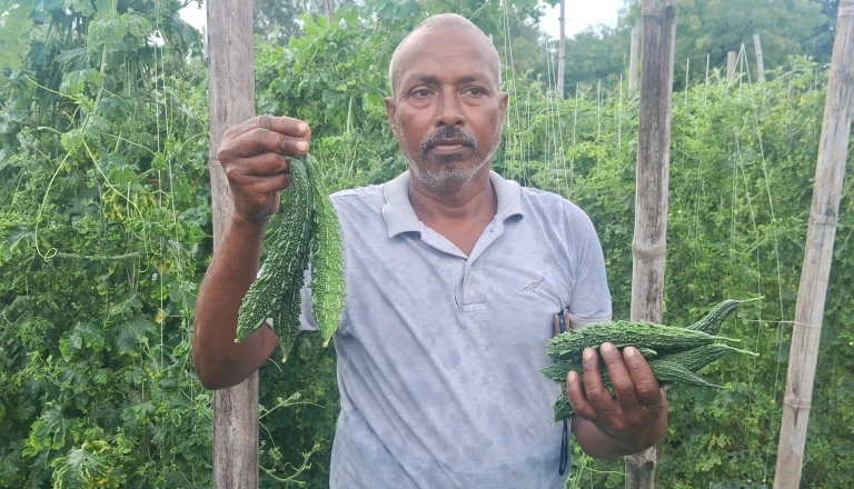 एक लाख की लागत से चार लाख तक की कमाई! करेले की खेती से युवा किसान अजय ने पाई बड़ी सफलता