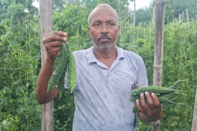 एक लाख की लागत से चार लाख तक की कमाई! करेले की खेती से युवा किसान अजय ने पाई बड़ी सफलता