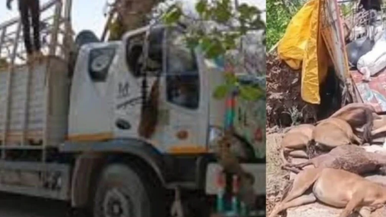 यूपी में दर्दनाक सड़क हादसा: डीसीएम पेड़ से टकराई, एक ही परिवार के 12 लोग घायल, 20 खच्चरों की मौके पर मौत