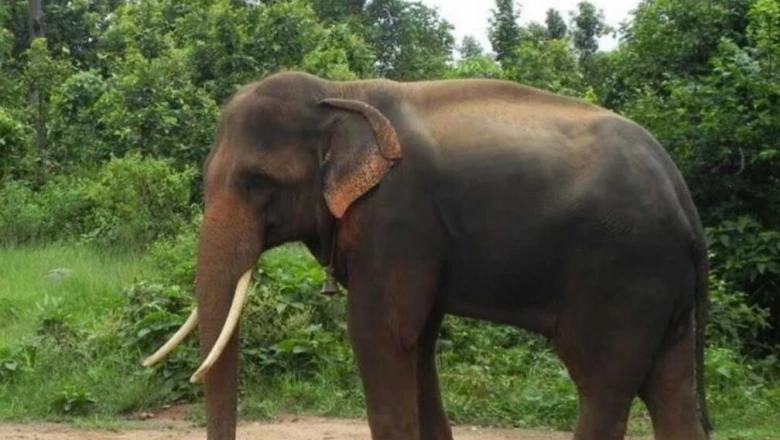 रांची के ओरमांझी में मिलेगा छुट्टियों का संपूर्ण पैकेज, एक ही जगह जू, पहाड़ और शानदार रिसॉर्ट का आनंद