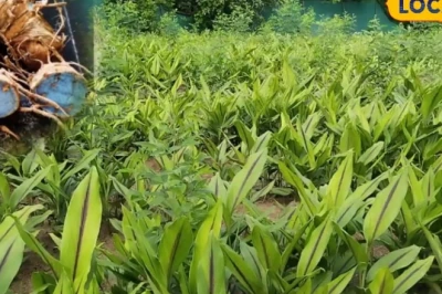साधारण पीली हल्दी छोड़ इस हल्दी की ओर बढ़ रहे किसान, जानें क्यों तेजी से बढ़ रही इसकी मांग